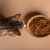 blog cual es el mejor pienso para gatos Brekkies con buey, verduras y cereales
