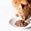 Advance bolsitas de comida para gatos bebe
